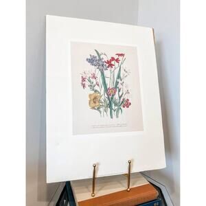 Unframed‎ The Ladies' Flower-Garden of Ornamental Bulbous Plants Botanical Print